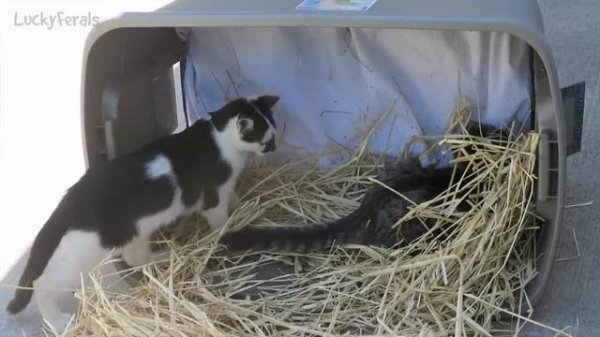 Cats For Cats To Watch HD ➙ EPIC 3 HOURS! Cat Videos * Cats Playing * Entertainment For Cats