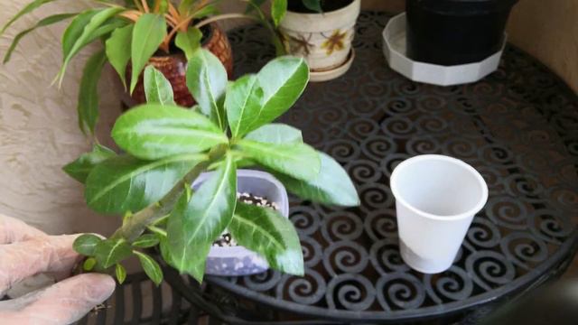 Экзотическое растение. Пересадка Адениума. Центральный корень в 5 месяцев. смотреть онлайн