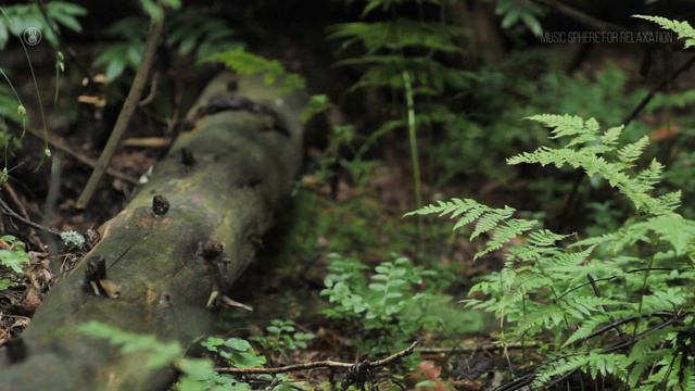 Calming Summer Ambience in the Forest - Soothing Nature Sounds and Birdsong for Relaxation смотреть онлайн