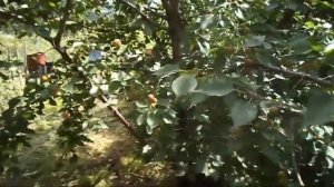 Манчжурский абрикос Фаина и др. абрикосы в саду Железова и соседей.mp4