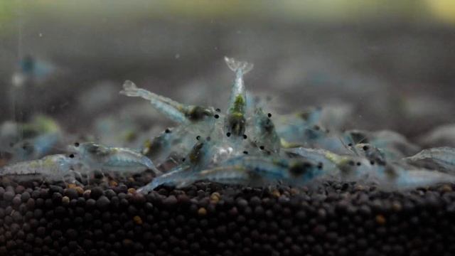 Креветка аквариумная Голубое Желе - Neocaridina heteropoda sp. Blue Jelly смотреть онлайн
