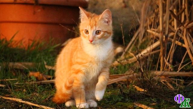 «Кто здесь хозяин?» - петух больно клюнул котенка. Рыжий не выдержал и вцепился в петушиный гребень смотреть онлайн