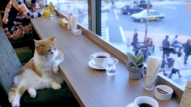 Кот зашел в кафе на кофе The cat went to drink coffee смотреть онлайн