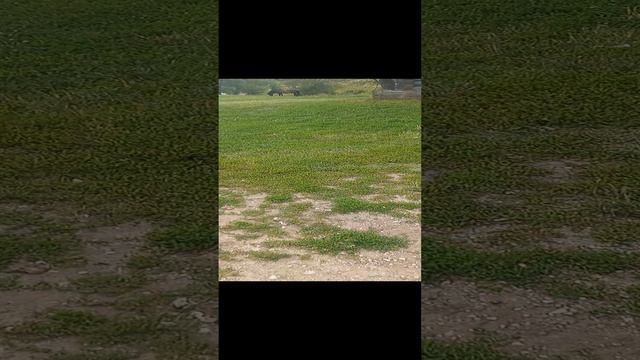 Ясная поляна ,музей усадьба, Лев Толстой, прогулка моя, Щекино, тульская область