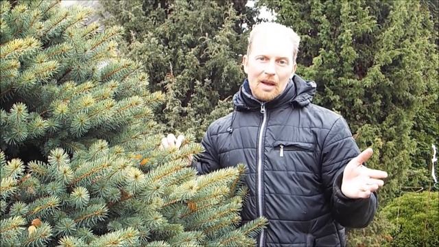 Александр Петров. Обрезка и формировка ели. Ответы на вопросы пользователей смотреть онлайн