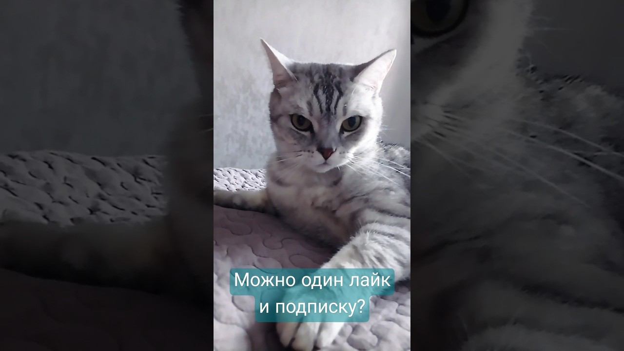 Милый котик #shorts смотреть онлайн