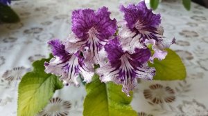 ЦВЕТЕНИЕ стрептокарпусов В МАЕ. Обзор 5 сортов стрептокарпуса