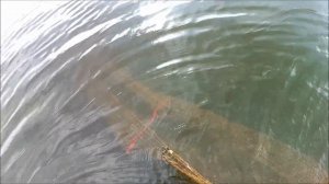 Как ловить раков раколовкой Шахта (Дорожка)