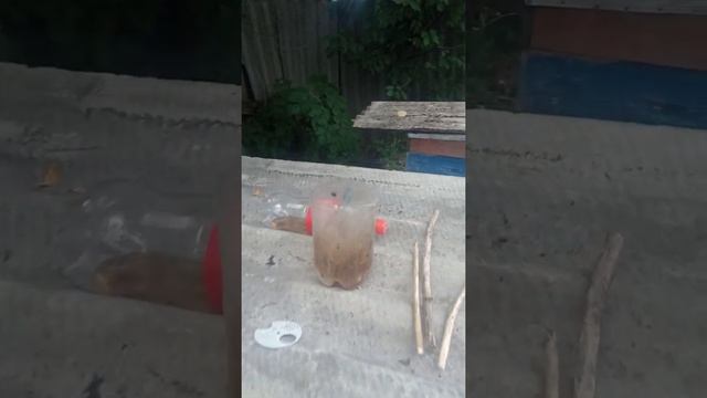 пчелы ,борьба с осами ,шершнями ,мухами смотреть онлайн