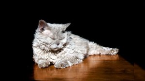 Селкирк рекс. Плюсы и минусы, Цена, Как выбрать, Факты, Уход, История