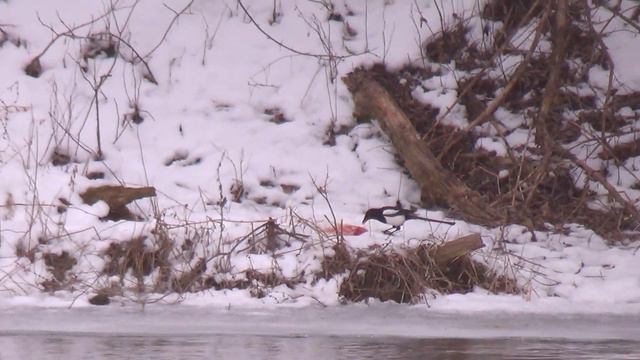 Зимний спиннинг Река ДОН смотреть онлайн