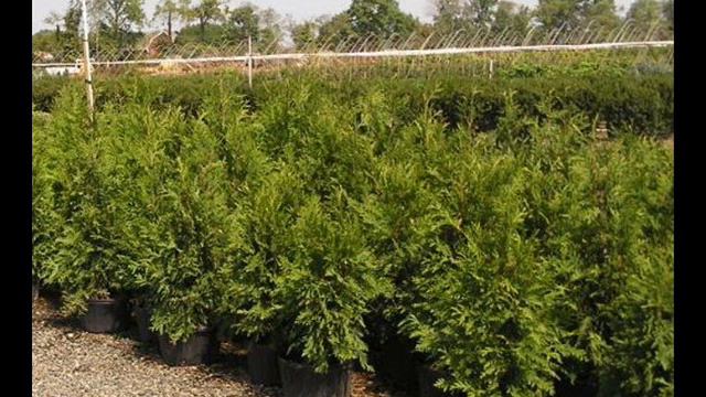 How We Measure the Height of Balled and Burlapped Arborvitae смотреть онлайн