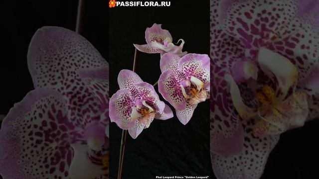 Phal Leopard Prince Golden Leopard
