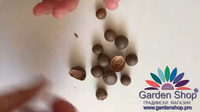 Comment sont les graines de théier Camellia sinensis смотреть онлайн