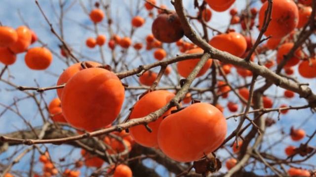 ЧТО БУДЕТ ЕСЛИ КУШАТЬ МНОГО ХУРМЫ ? О ЧЕМ ТЫ НЕ ЗНАЛ? смотреть онлайн