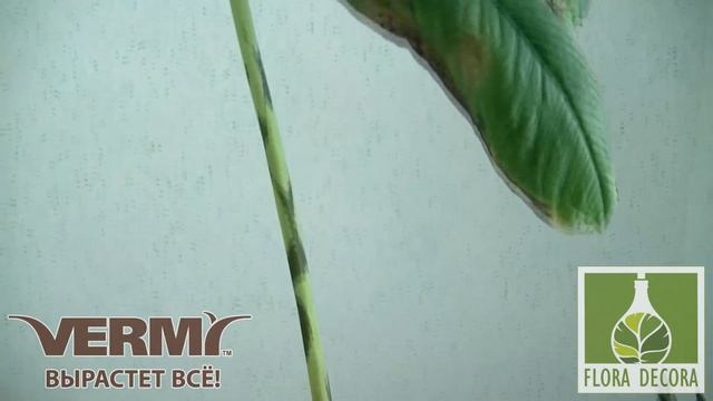 Amorphophallus bulbifer (1080 дней). 231 день в "Вермигрунте" смотреть онлайн
