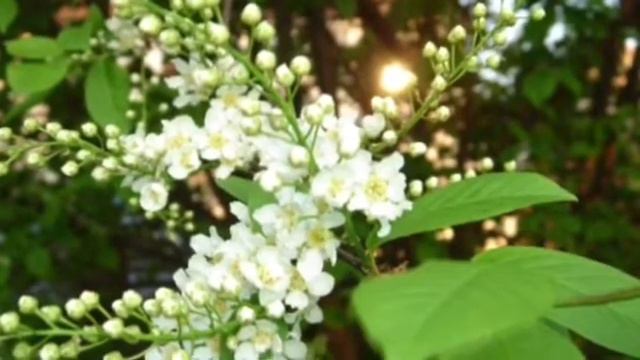 Стелла Джанни - Черемшина смотреть онлайн