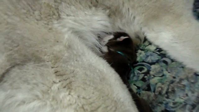 Щеночки Хаски 2-3-4 день от роду.Haski mom and puppies in Belarus смотреть онлайн
