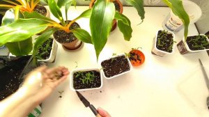 Комнатные цветы в ноябре/ Хлорофитум Оранж/ Размножение