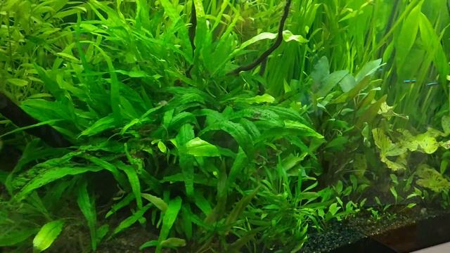 Juwel Rio 240 Planted Aquarium - Low Tech Planted Aquarium смотреть онлайн