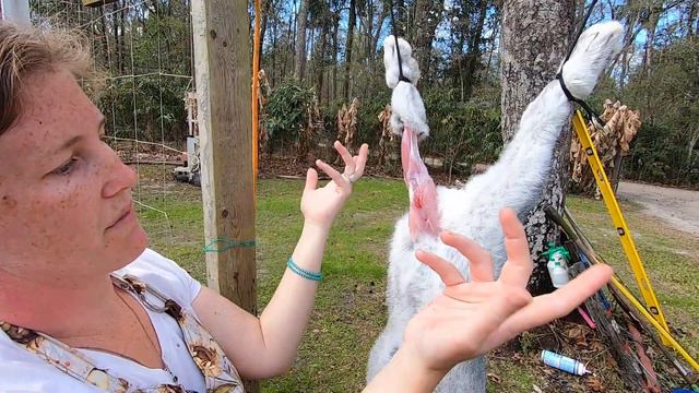 Butchering Meat Rabbits For Beginners Pt.1