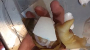 Что делать если улитка ахатина сломала панцирь.