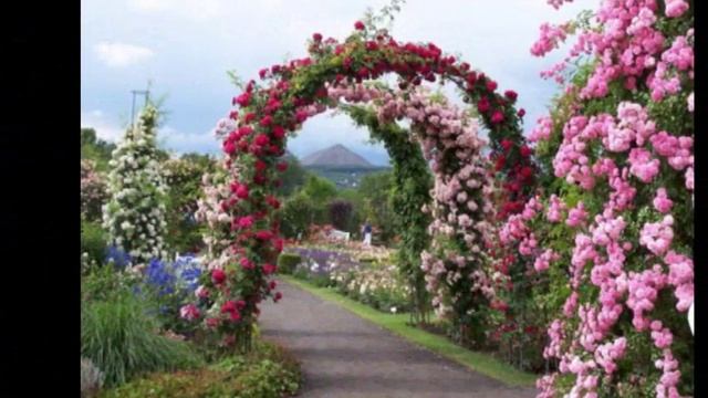 Изумительно красивая цветущая живая изгородь смотреть онлайн