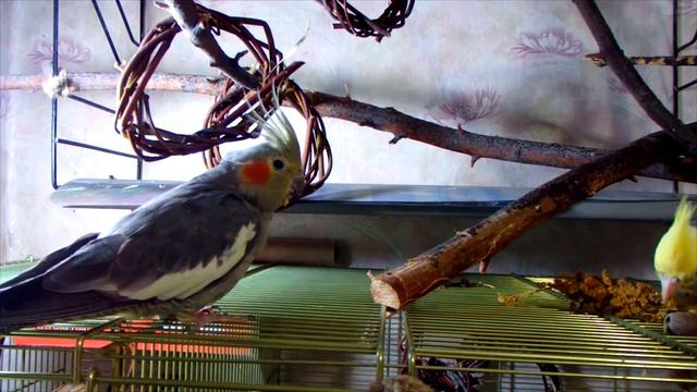 Попугаи кореллы Боня и Яша гуляют.Часть 2.Трусиха. смотреть онлайн