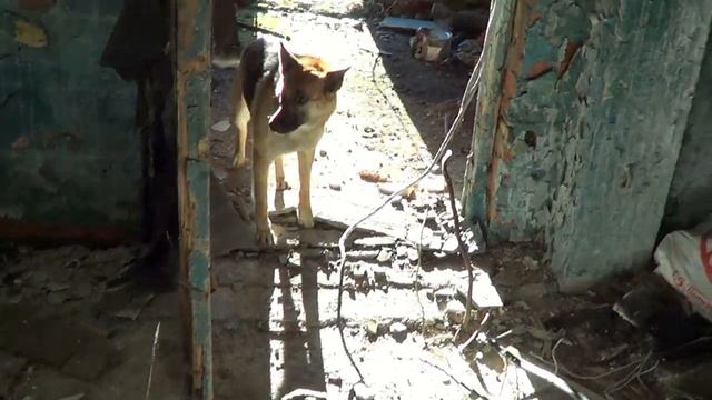 RusSurvey - познавательно-развлекательный канал на YouTube. Сталк. История. Интересные факты. смотреть онлайн