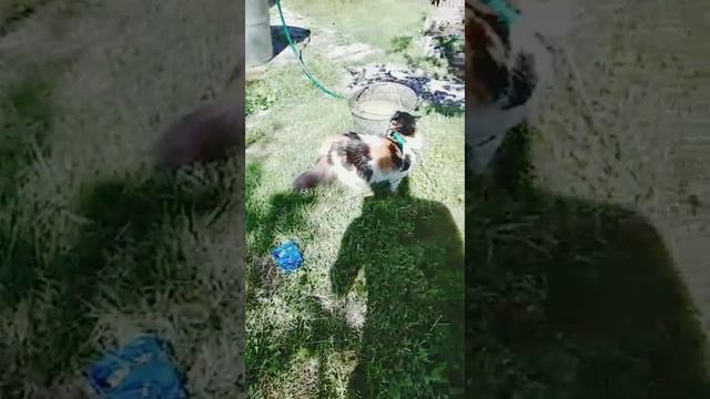 Ёжик в гостях у Нюши ???? смотреть онлайн