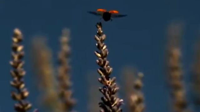 - очень красивая природа смотреть онлайн