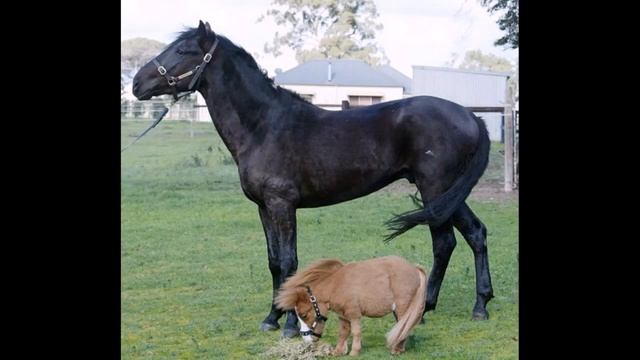 Самые большие и самые маленькие животные на планете... смотреть онлайн