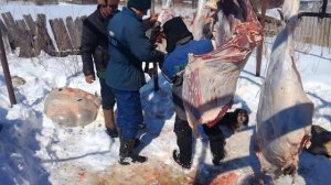 Разделка туши быка на 5 частей за 5 минут