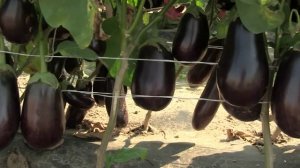 Баклажан F1 Марципан от Русского Огорода