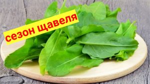 Кому нельзя есть щавель? Щавель польза и вред. 4 полезных рецепта из щавеля.