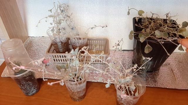 Как сохранить дихондру для следующего сезона, черенки и маточник смотреть онлайн