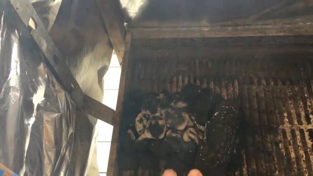 Баран на вертеле, Пасха, Вашингтон Easter Lamb on a spit смотреть онлайн