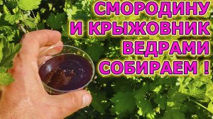 Смородину и крыжовник собираем ведрами и вот почему. Советы как вырастить крыжовник и смородину!