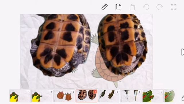 Как определить пол красноухой черепахи? Как узнать самка или самец?? смотреть онлайн