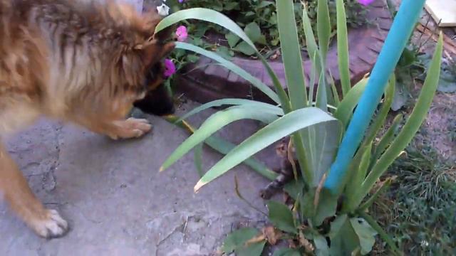 ИНТЕРЕСНОЕ ВИДЕО В МИРЕ ПРИРОДЫ/БОРЬБА ЗА ВЫЖИВАНИЕ/ЧАСТЬ 2/НЕМЕЦКАЯ ОВЧАРКА АЛЬМА И КОТЁНОК ТИГР смотреть онлайн