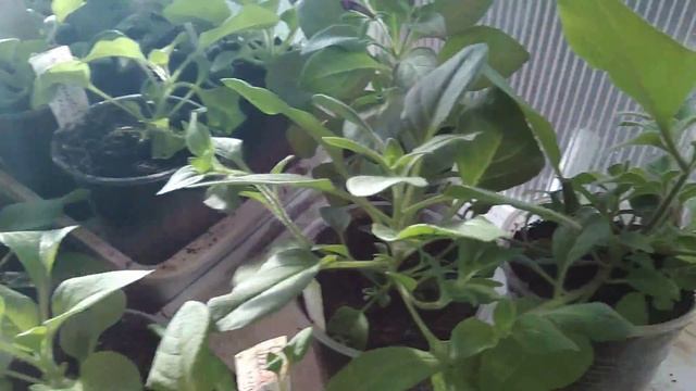 Зацвели мои петунии.Обзор . смотреть онлайн