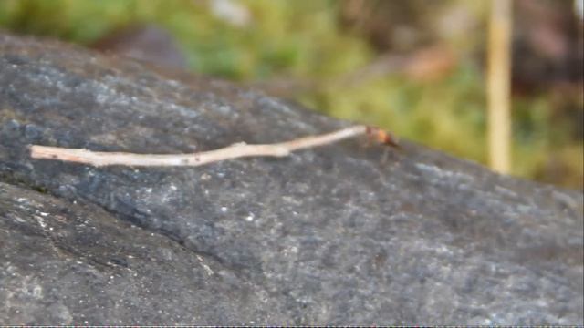 Вот такой он, КАРЕЛЬСКИЙ МУРАВЕЙ! смотреть онлайн