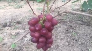 Виноград Лазоревый( Лазурь) селекции Павловского Е.Г. 2020г
