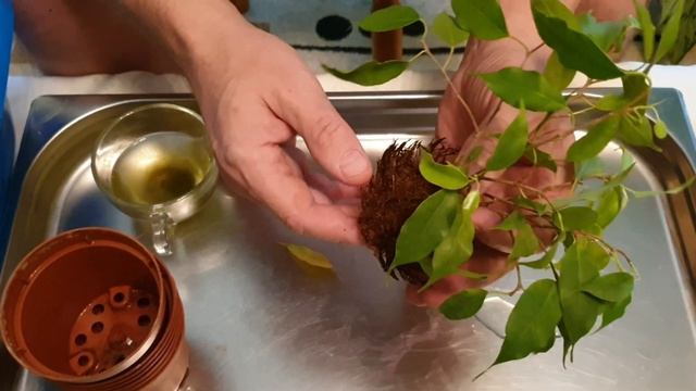 Результаты укоренения Фикуса Бенджамина в воде. смотреть онлайн