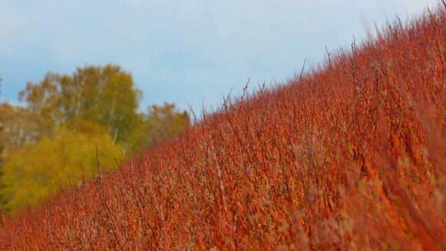 Kenny G - I will always love you (instrumental) смотреть онлайн