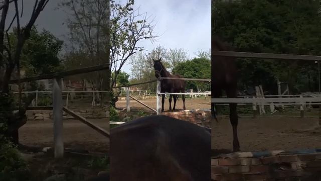 Конь сломал забор? #equestrian #horse #лошади #лошадь #horselover #horses смотреть онлайн