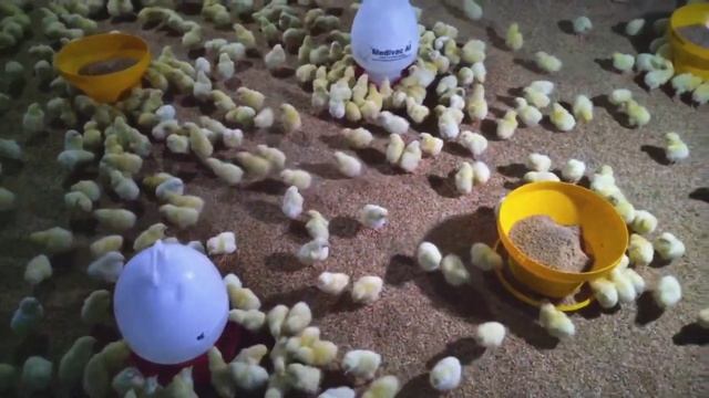 Micin salah satu penambah nafsu makan ayam broiler supaya cepat gemuk ! Gak percaya ? Ayo kita baha смотреть онлайн