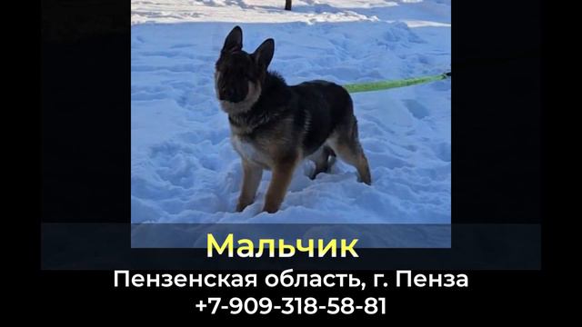 Пропала собака ! Мальчик , Пензенская область , г. Пенза