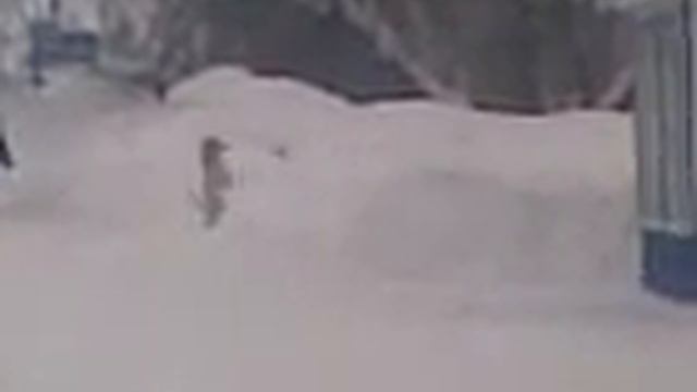 собака ждет хозяина смотреть онлайн