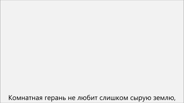 Как ухаживать за геранью смотреть онлайн